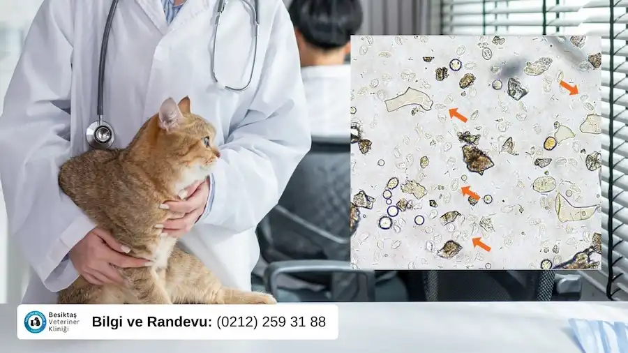 Veteriner hekim ve kedinin aynı zamanda giardia virüsüne ait bir görselin bulunduğu resim.