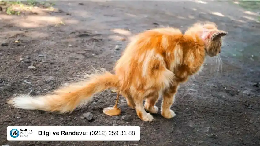 Giardiasis hastalığı sonucu İshal olan kedi tuvaletini yapıyor.