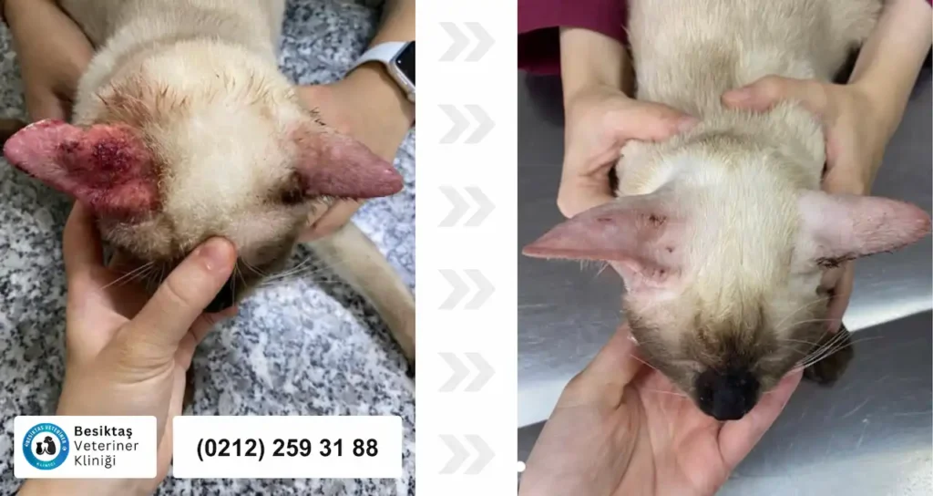 Kedilerde Kulak Enfeksiyonu ve İyileşmiş Kulak